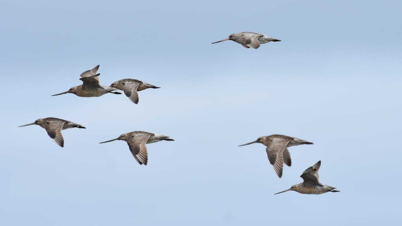 На западном побережье Камчатки ученые изучают виды-дальние мигранты Восточноазиатско-австралазийского пролётного пути